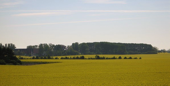 Arable crops 
